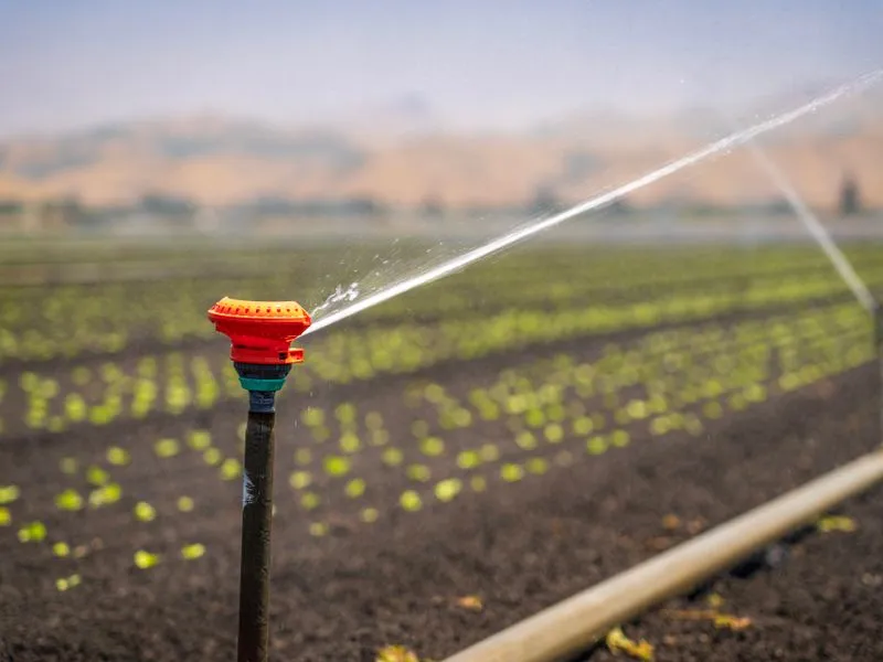 Sprinkler irrigating a crop field